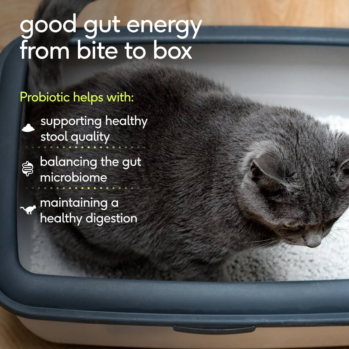 Native Pet - Probiotic Pillow Chews Digestive Supplement for Cats