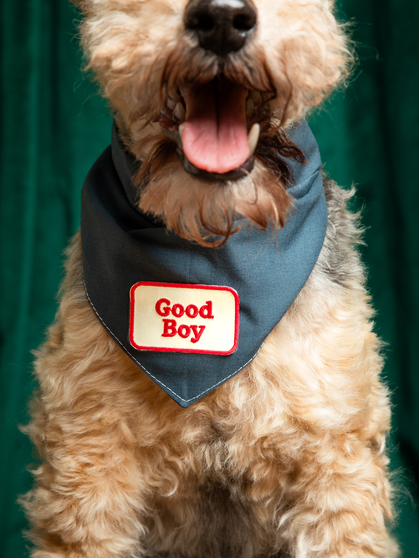 Scout's Honour Pty Ltd - Good Boy iron-on patch for dogs and cats