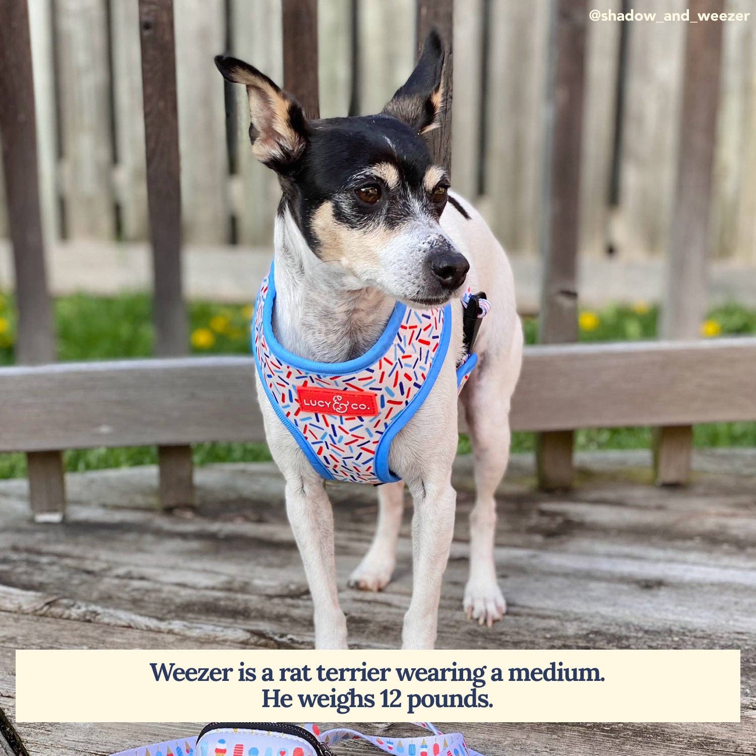 Lucy &amp; Co. - The What&#39;s the Scoop Reversible Harness