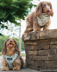 Lucy & Co. - Camp Out Reversible Harness: L