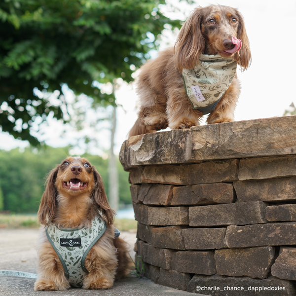Lucy &amp; Co. - Camp Out Bandana: L