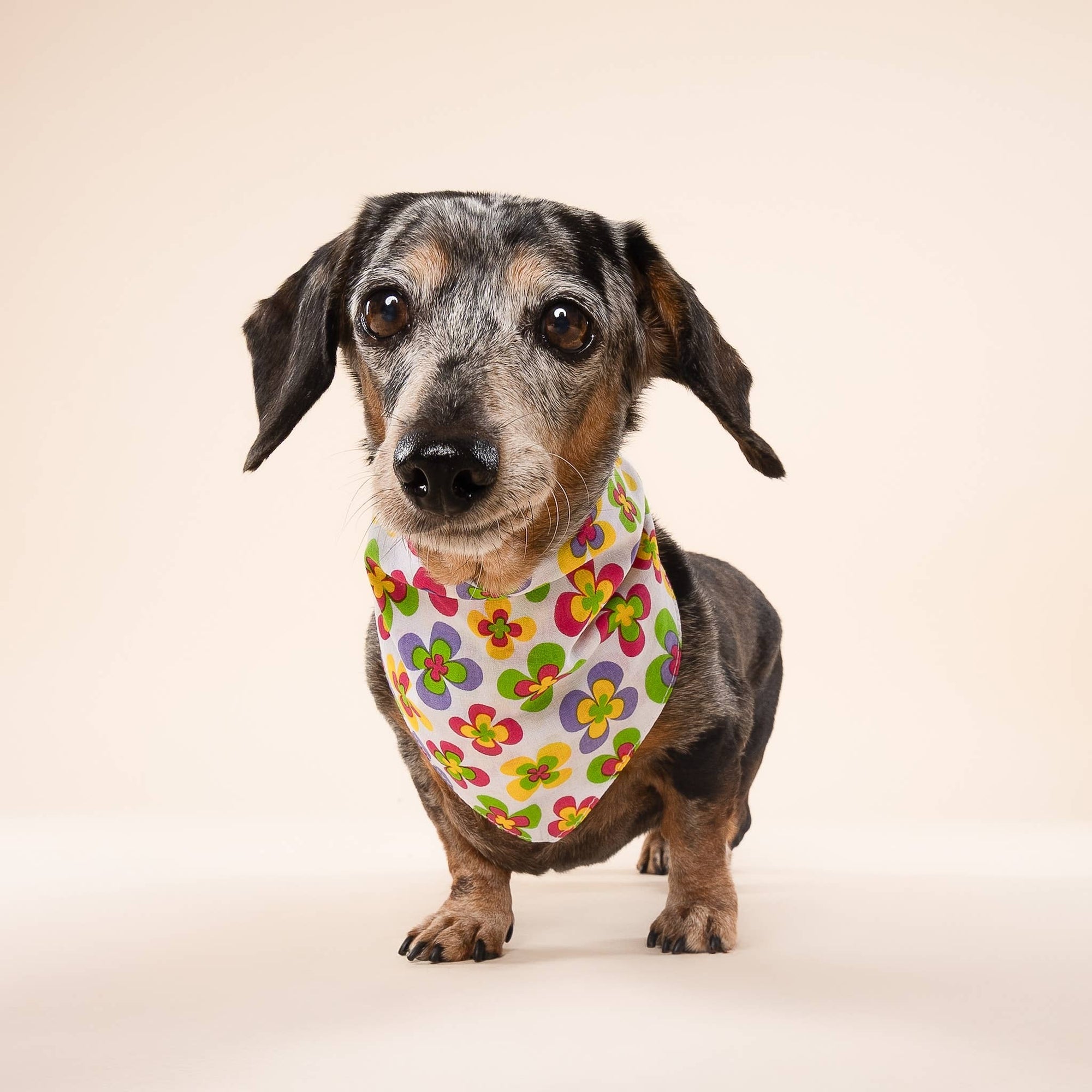 The Paws - Y2K Dog Bandana