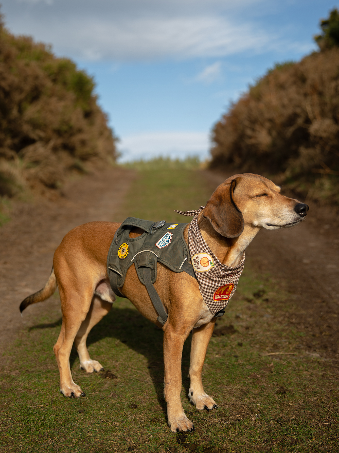 Scout's Honour Pty Ltd - Happiest Camper iron-on patch for dogs and cats