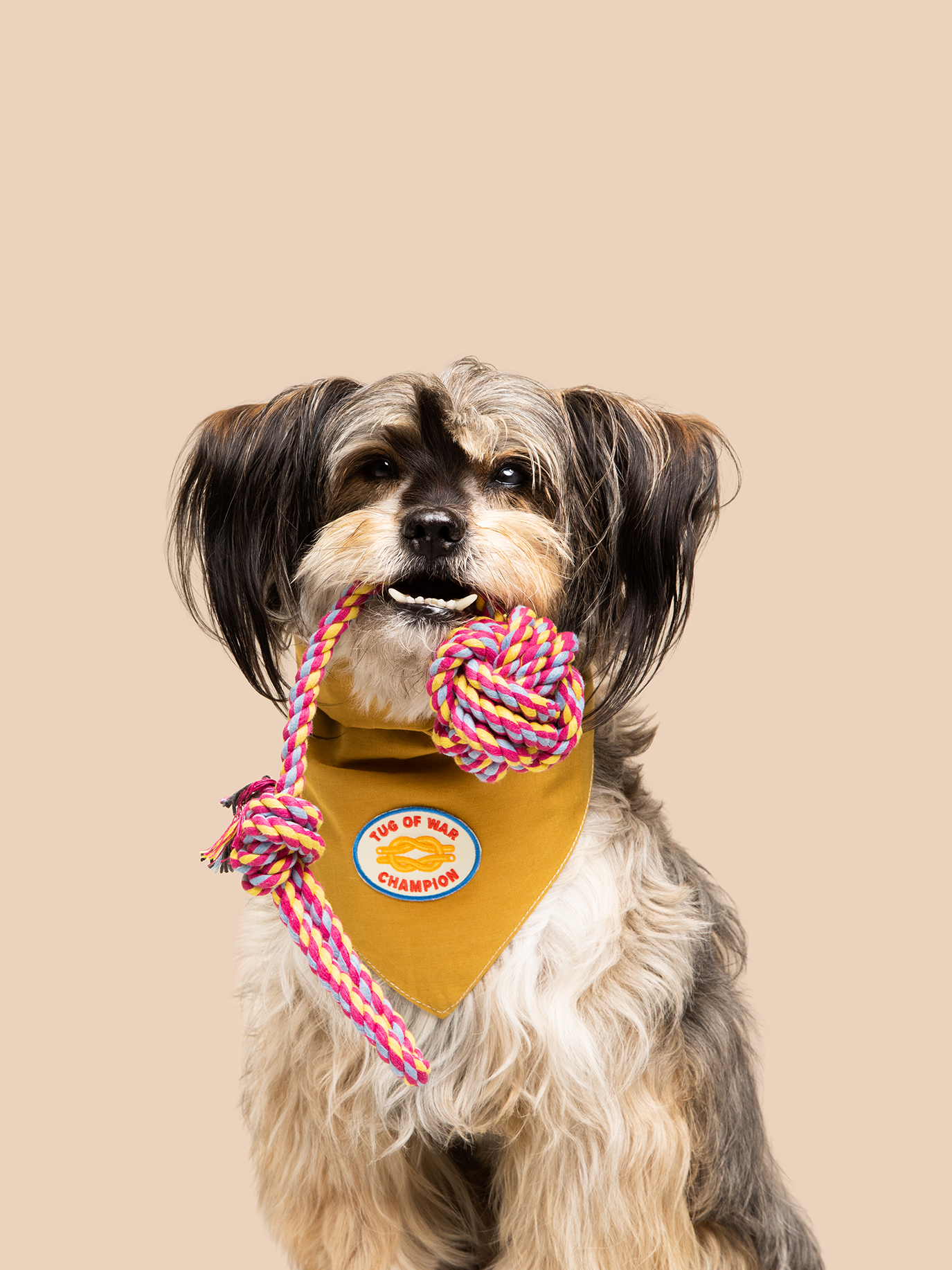 Scout's Honour Pty Ltd - Tug of War Champion iron-on patch for dogs and cats