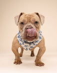 The Paws - Jawz Dog Bandana