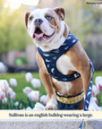 Lucy & Co. - Shark Attack Leash: Large