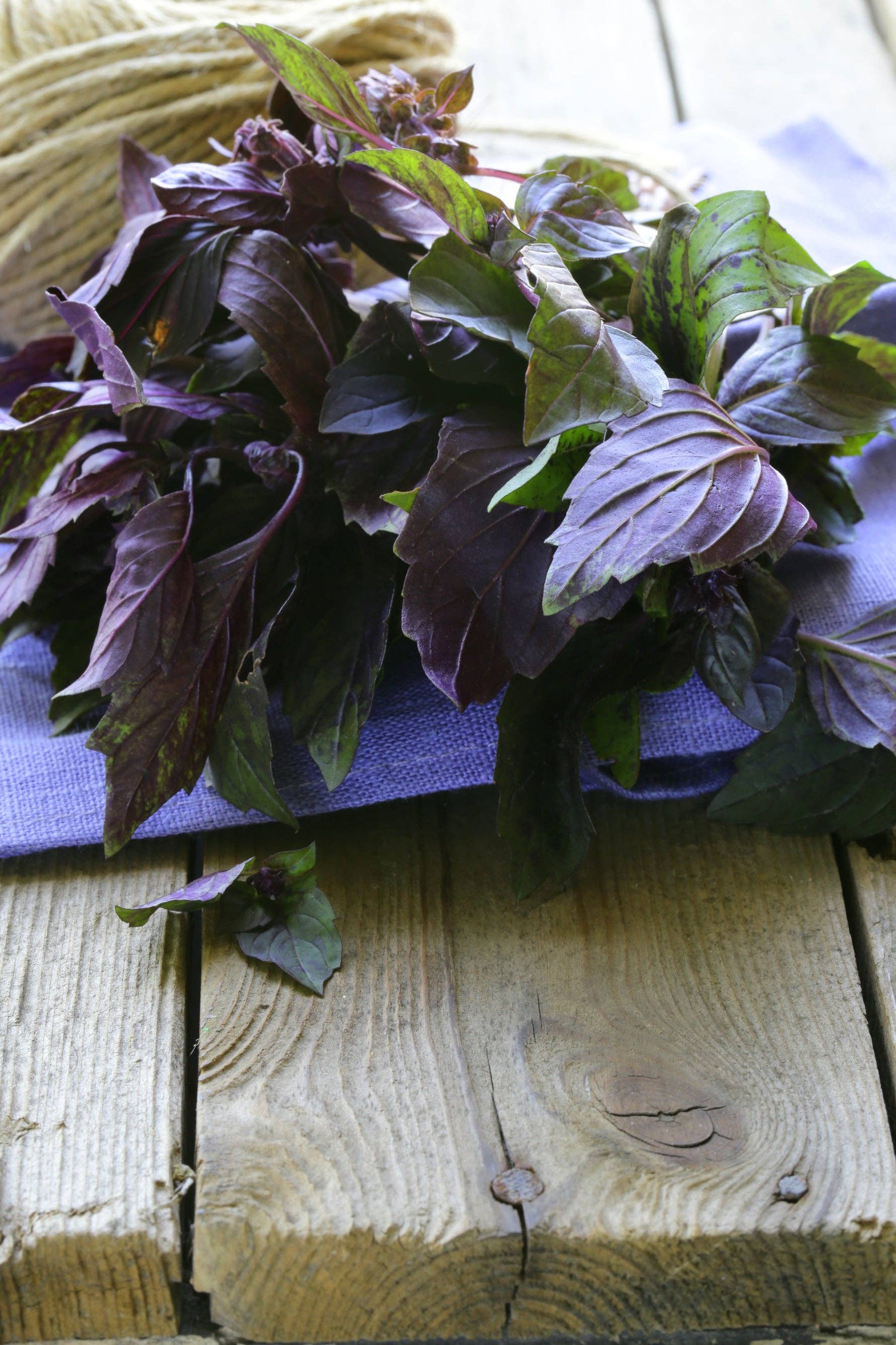 Schoepp Seeds - Basil, Purple Haze Heirloom Garden Seed Packets: Basil, Purple Opal Seed Packets