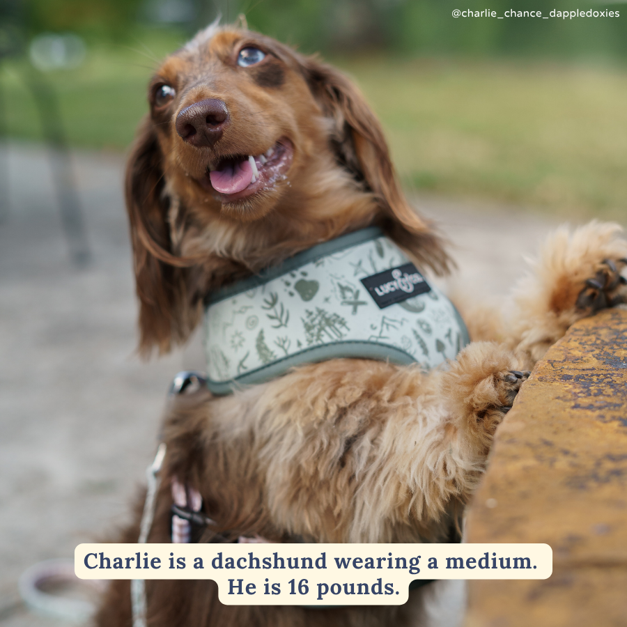 Lucy &amp; Co. - Camp Out Reversible Harness: L