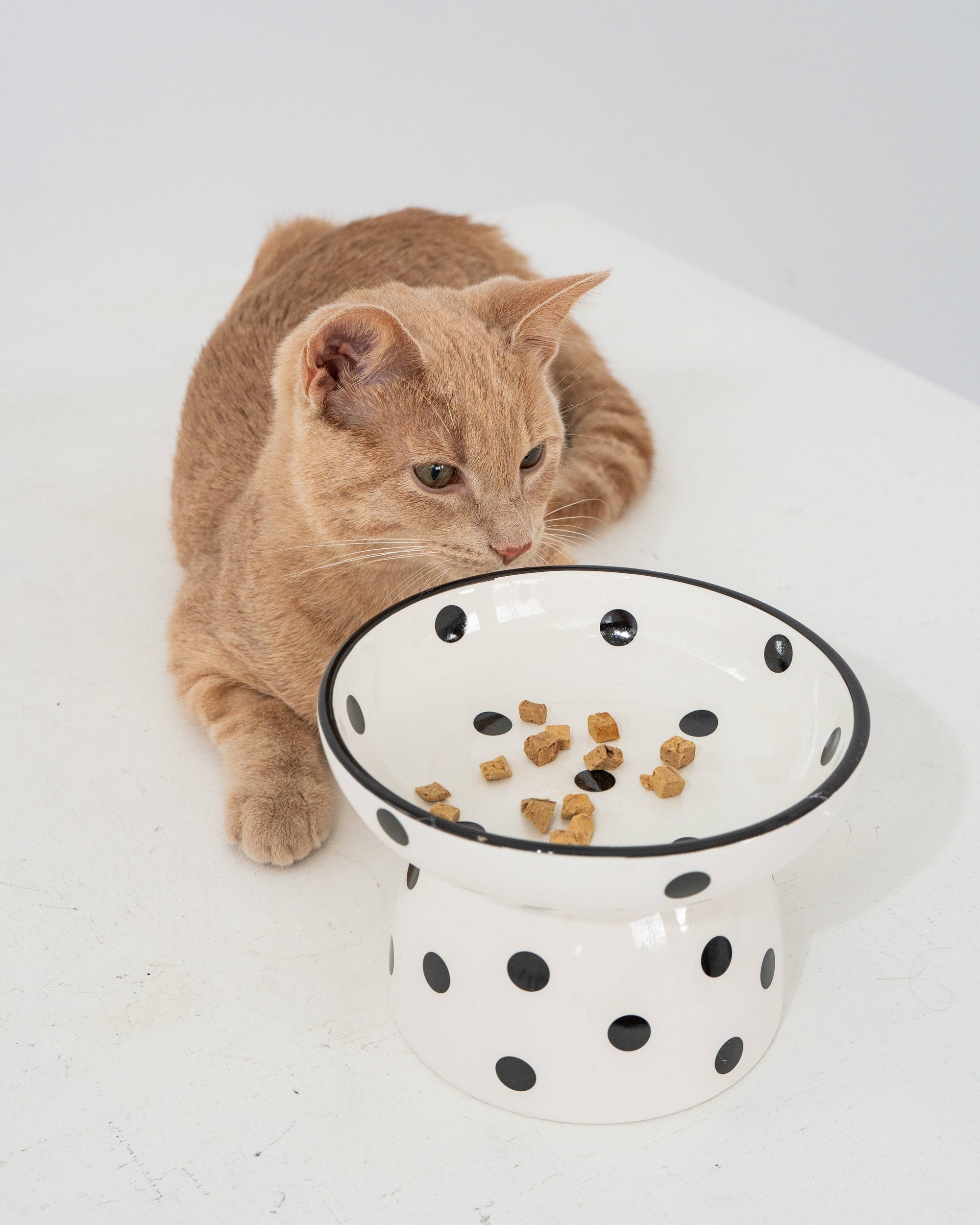 dexypaws - Cat Ceramic Bowl - White &amp; Black Polka Dot