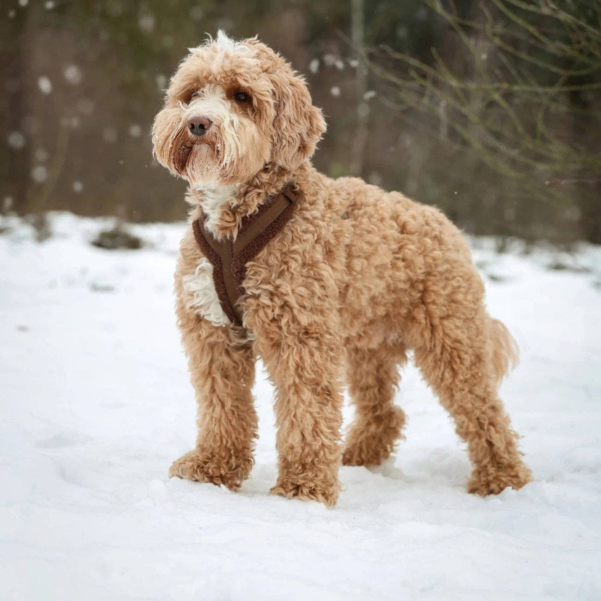 Furlou - 'Bordeaux' - Sherpa Dog Harness