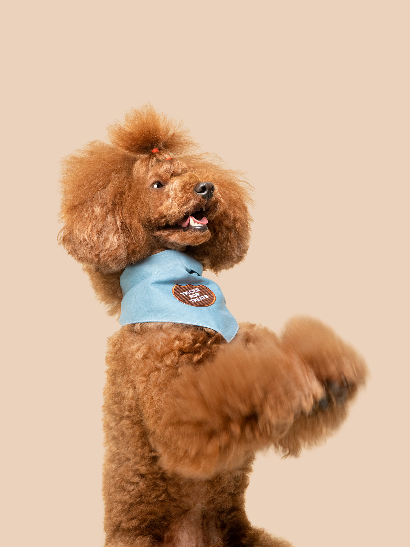 Scout's Honour Pty Ltd - Tricks for Treats iron-on patch for dogs and cats