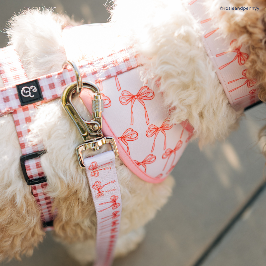 Lucy &amp; Co. - Take a Bow Leash: L