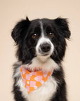 The Paws - Hula Dog Bandana