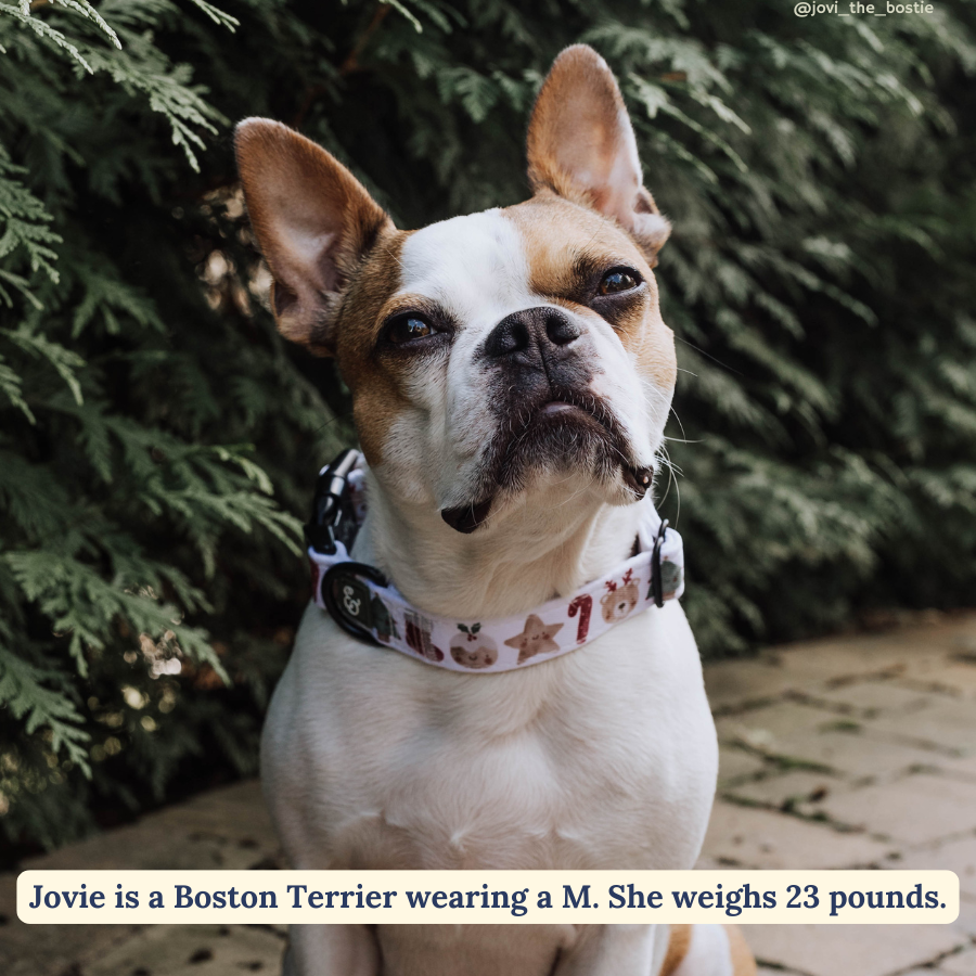 Lucy &amp; Co. - The Jingle Bells Collar