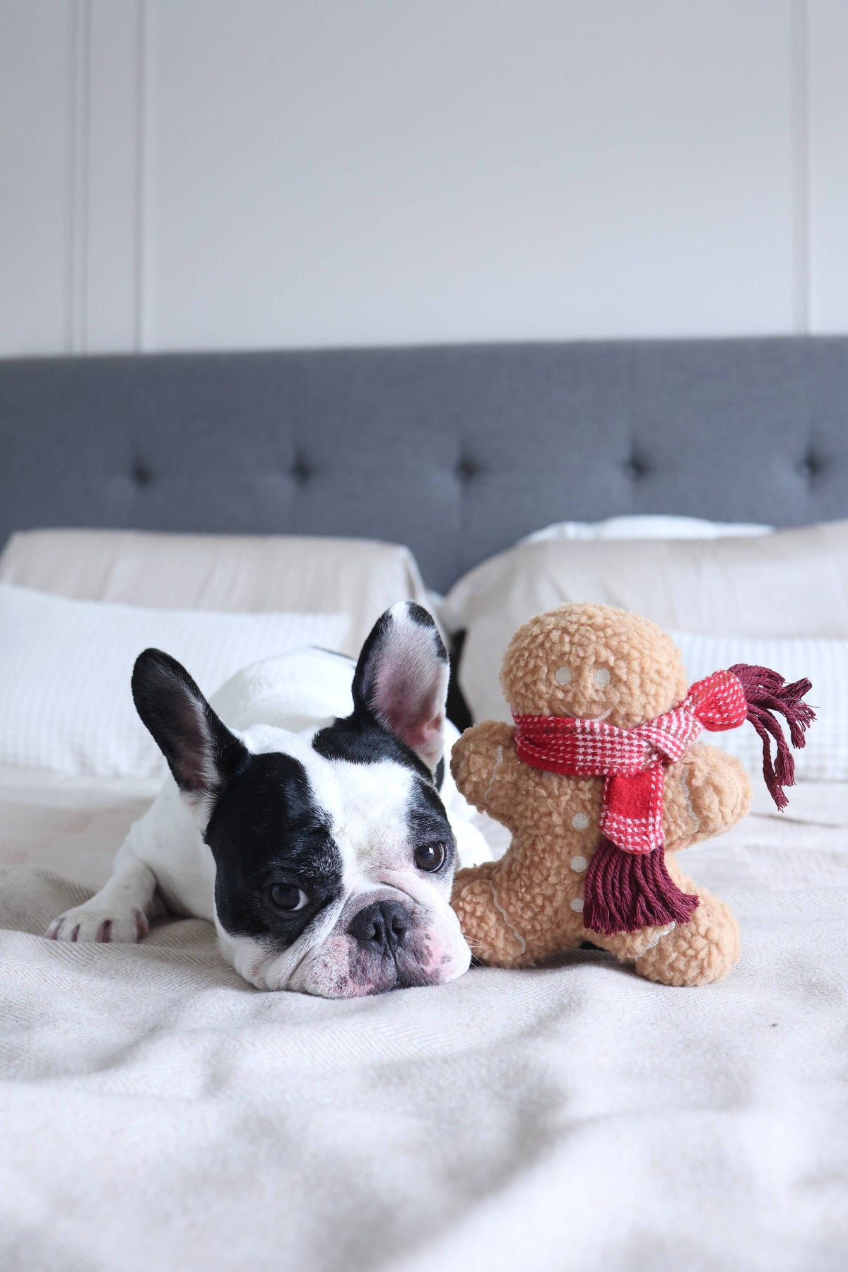 Lambwolf Collective - MISTER GINGERBREAD// Holiday Toy// Enrichment Dog Toy