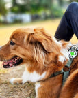 Jiby Dog Crew - Therapy Dog Jiby