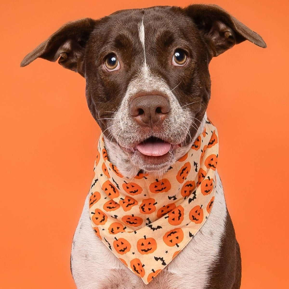 The Paws - Pupkin Halloween Dog Bandana