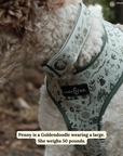 Lucy & Co. - Camp Out Collar: L