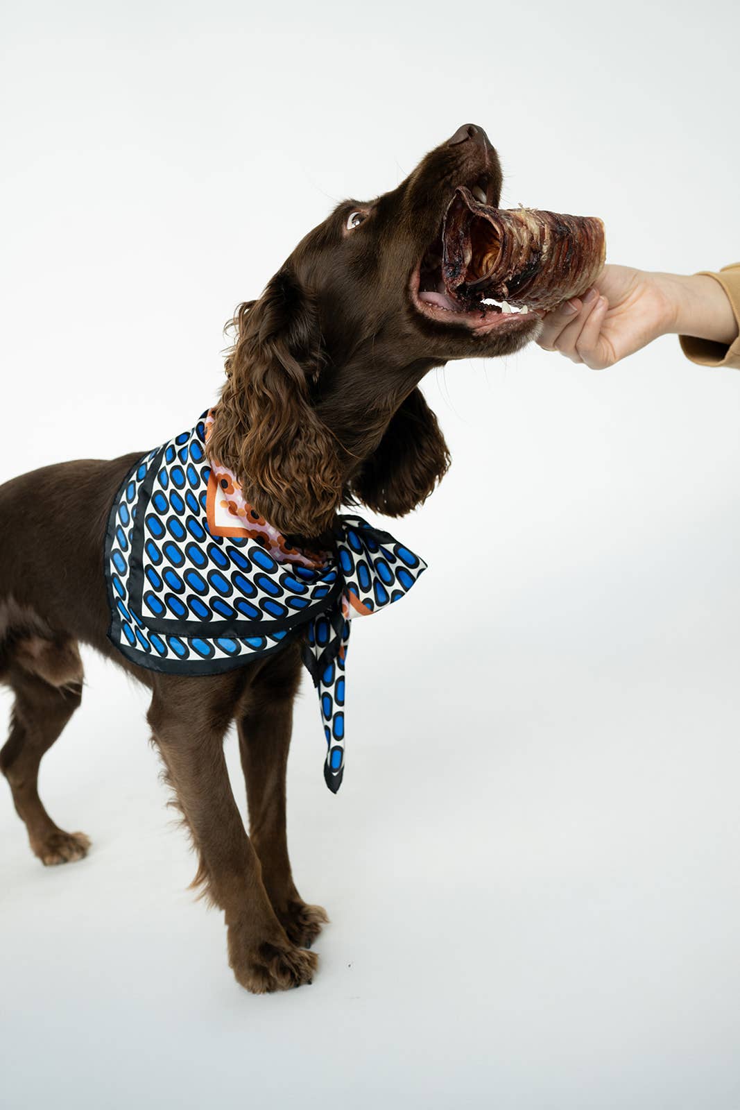 Winnie Lou - Bison Trachea Chews