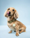 Freshwater Curated Goods™ - Not Fat, Just Fluffy Pet Tag