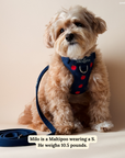 Lucy & Co. - Appley Ever After Corduroy No-Pull Harness