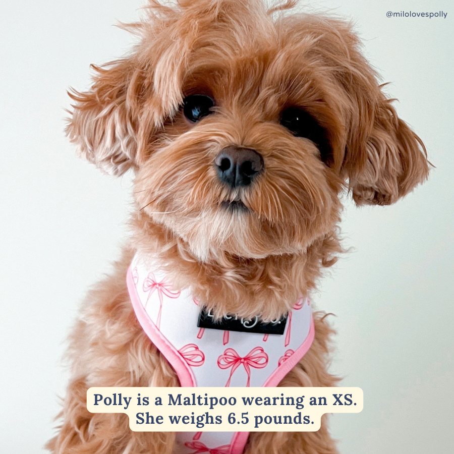 Lucy &amp; Co. - Take a Bow Reversible Harness: L