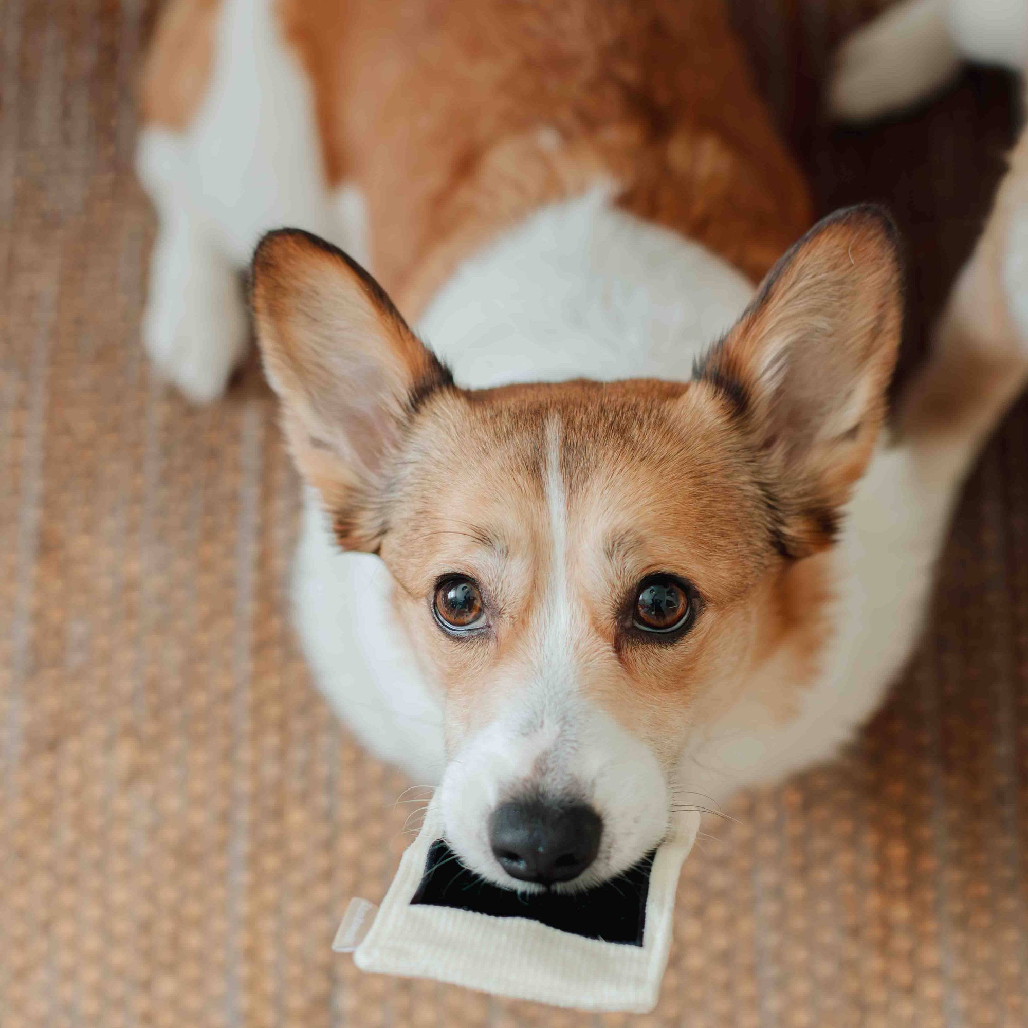 Lambwolf Collective - INSTANT CAMERA // ENRICHMENT DOG TOY