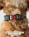 Lucy & Co. - Wrap it Up Print Collar