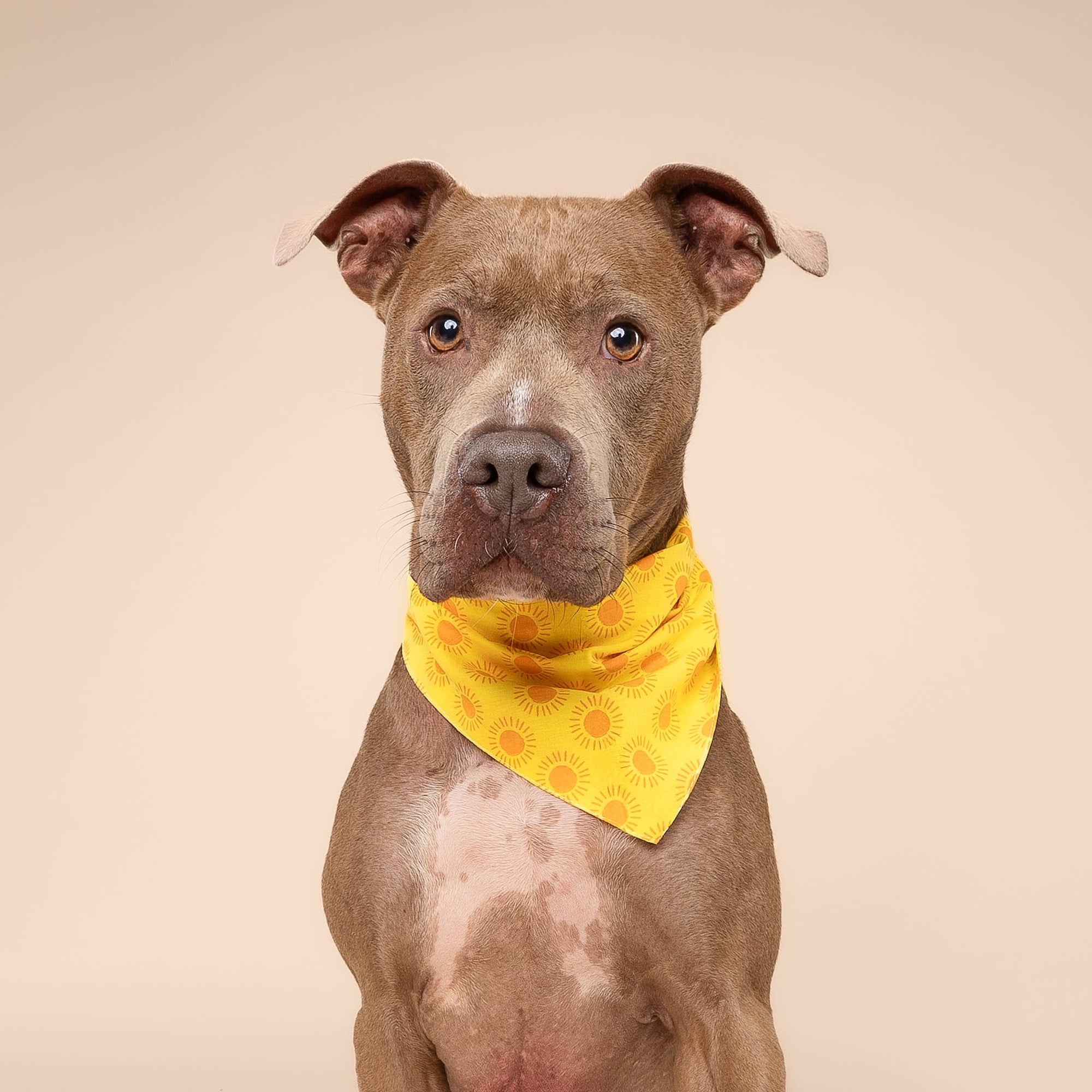 The Paws - Sol Dog Bandana
