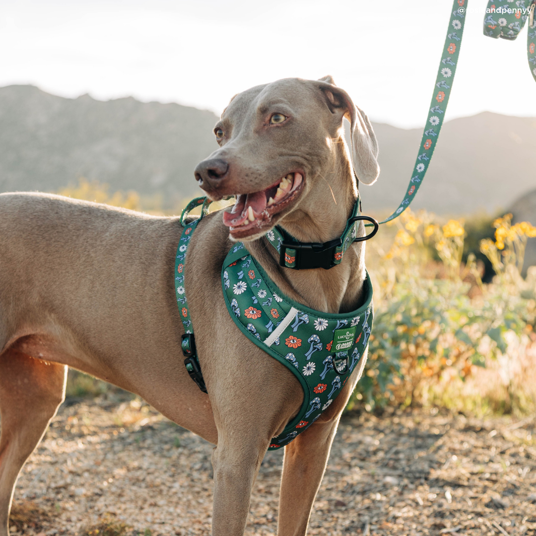 Lucy &amp; Co. - Lucy &amp; Co. x Parks Project Power to the Parks No-Pull Harness