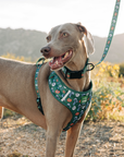 Lucy & Co. - Lucy & Co. x Parks Project Power to the Parks No-Pull Harness