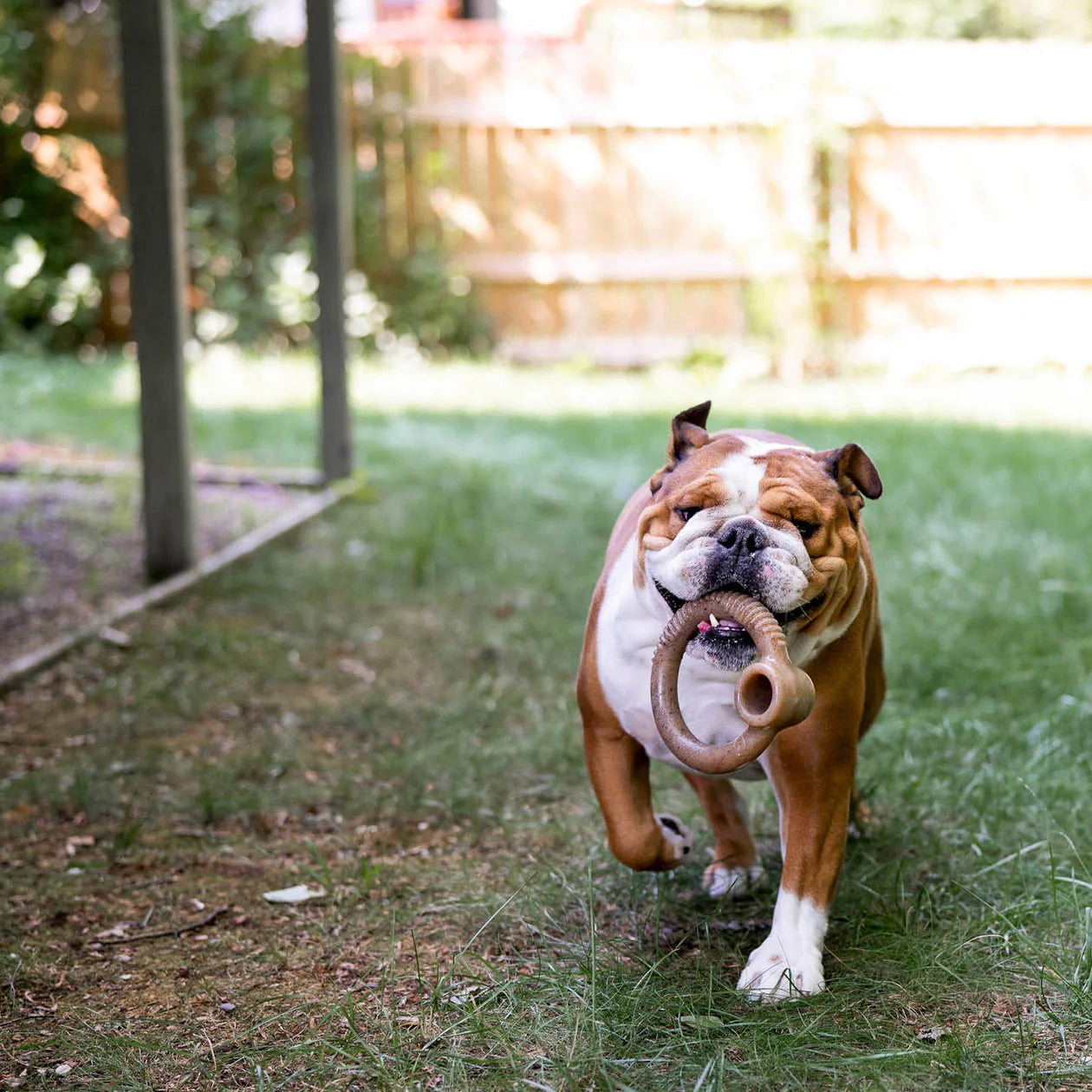 Benebone Rings Chew Toy