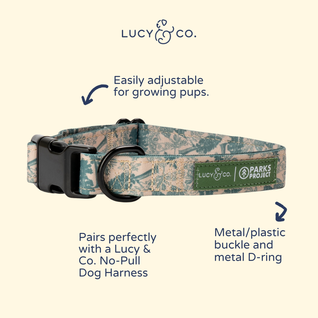 Lucy &amp; Co. - Lucy &amp; Co. x Parks Project Sequoia Seedlings Collar