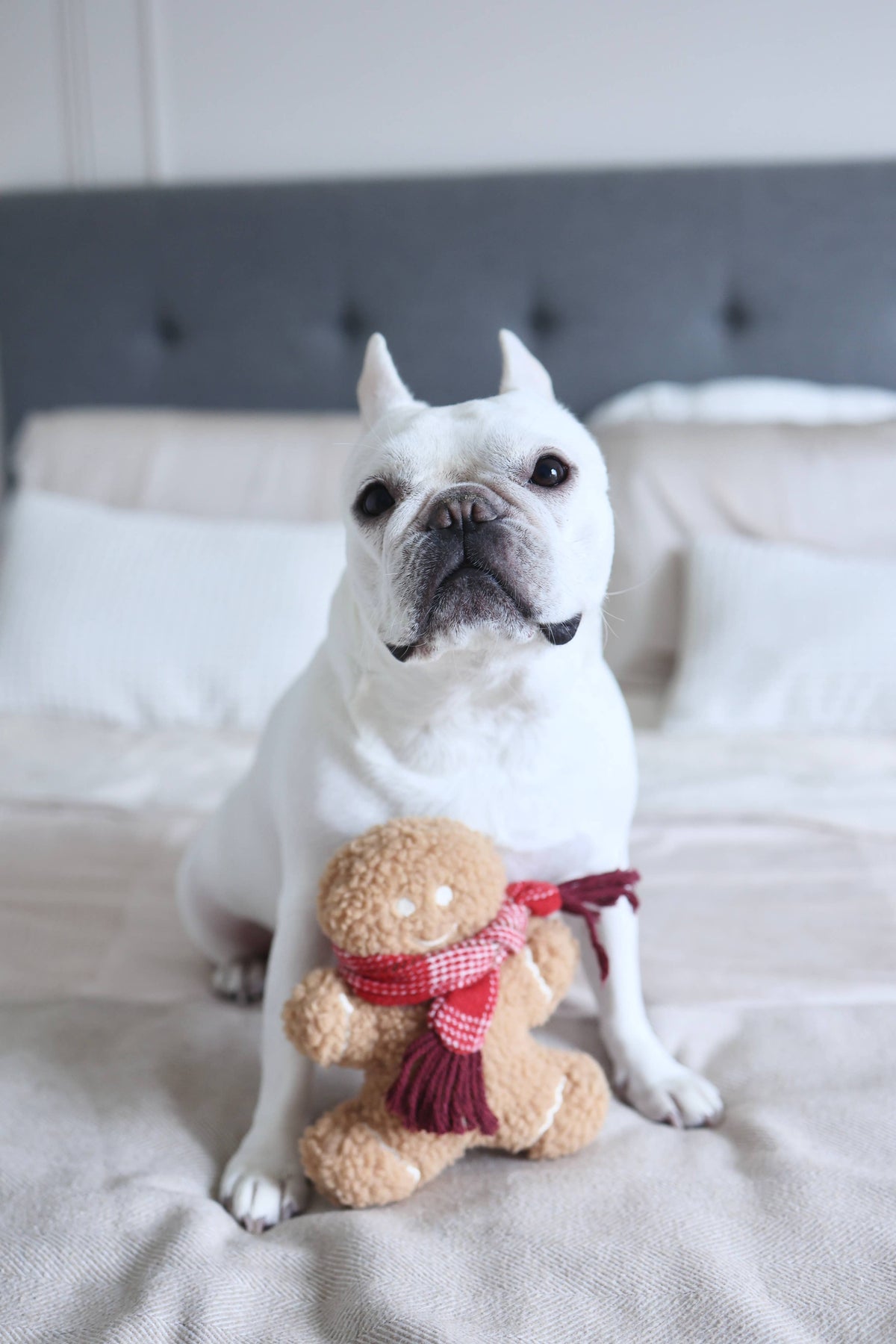 Lambwolf Collective - MISTER GINGERBREAD// Holiday Toy// Enrichment Dog Toy