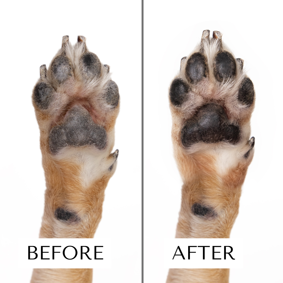 Clean Coats - Dog Moisturizing Serum for Paws &amp; Noses - Fast Absorbing