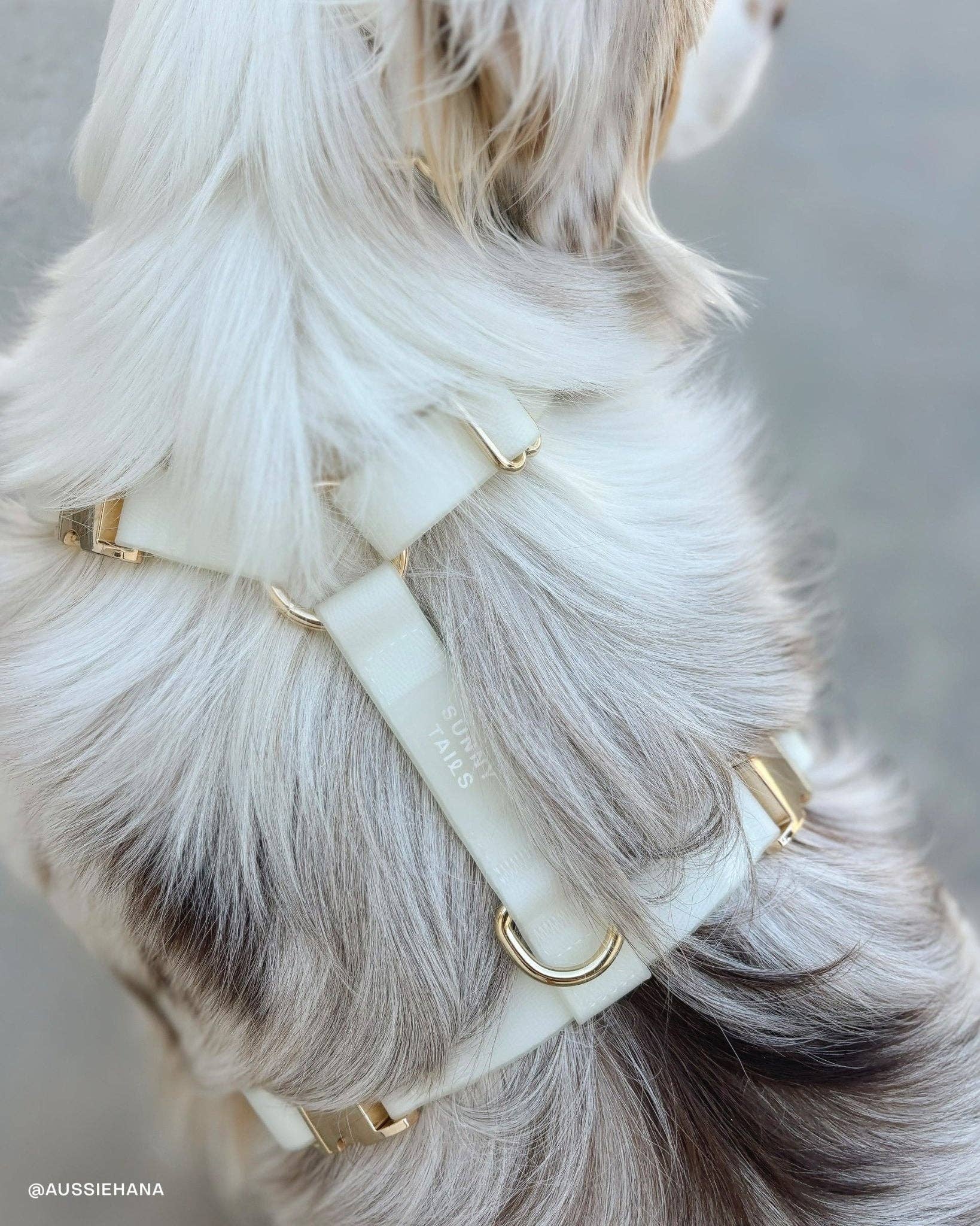SUNNY TAILS - Lunar Glow Waterproof Dog Collar: LARGE