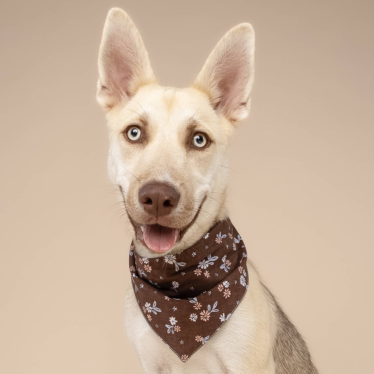 The Paws - Hazel Dog Bandana