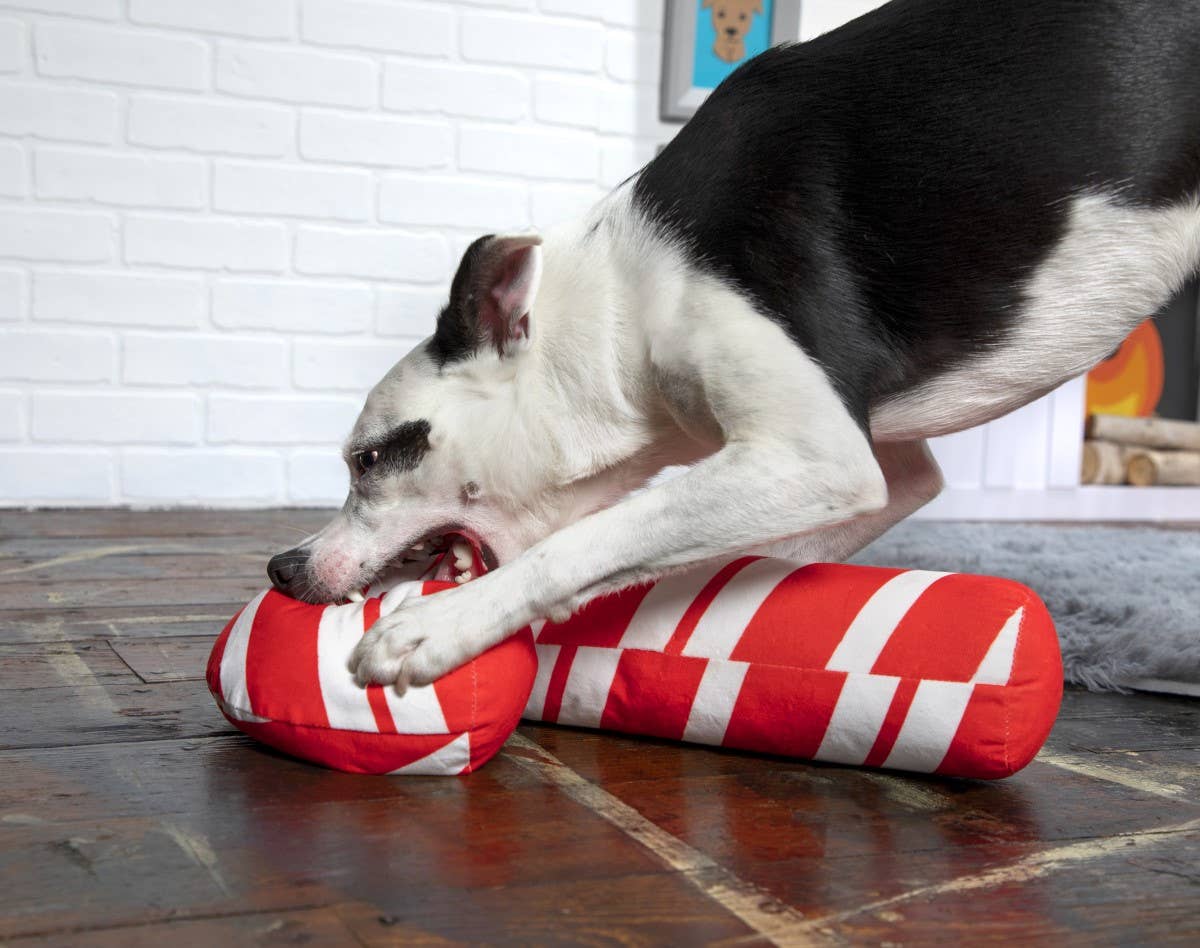 Pet Palette Distribution - BARK Grandy Cane Christmas Plush Dog Toy