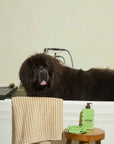 Welltayl - Dog Coat Wash + Conditioner (Cat-Safe)