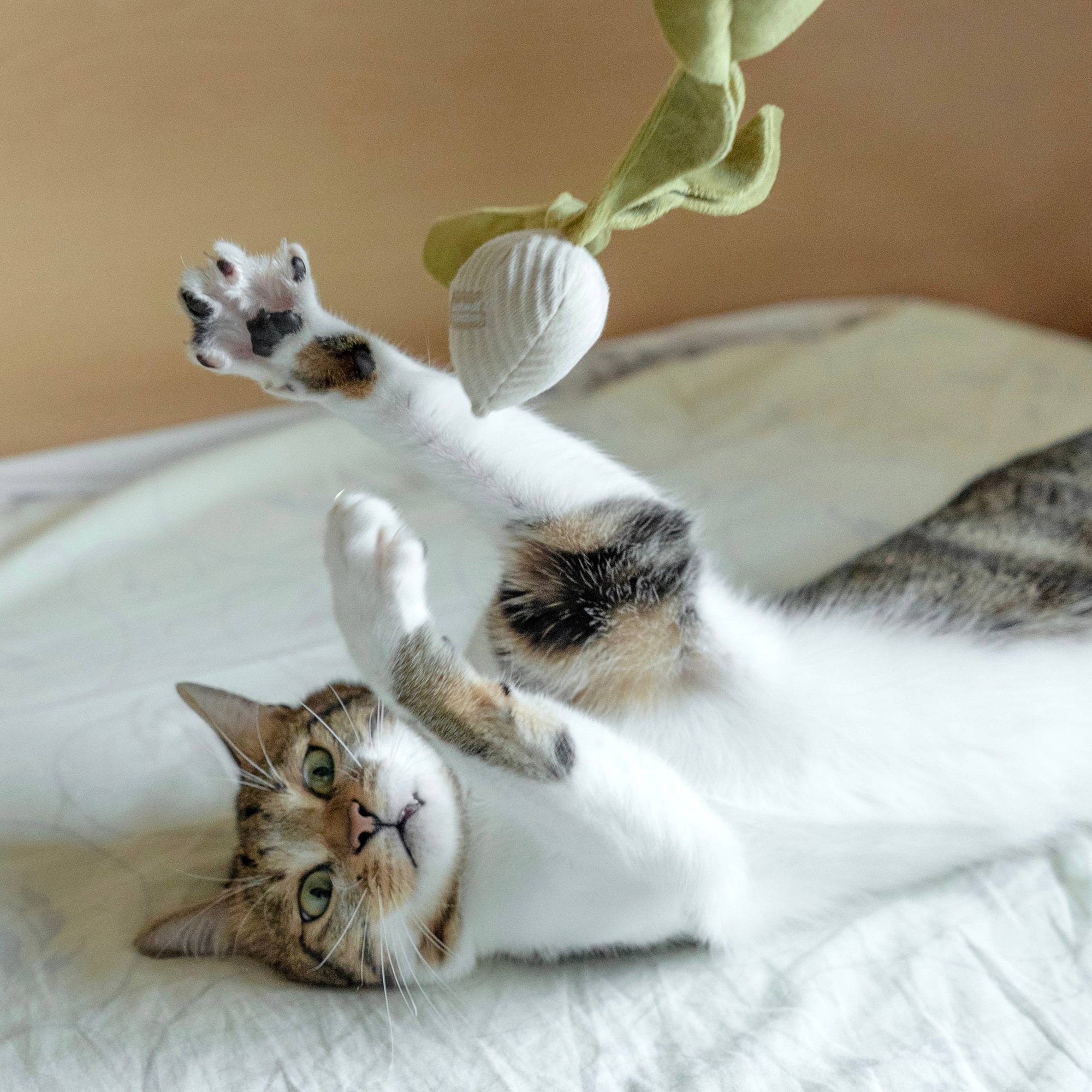 Lambwolf Collective - RADISH//CAT TOY: S/ CREAM