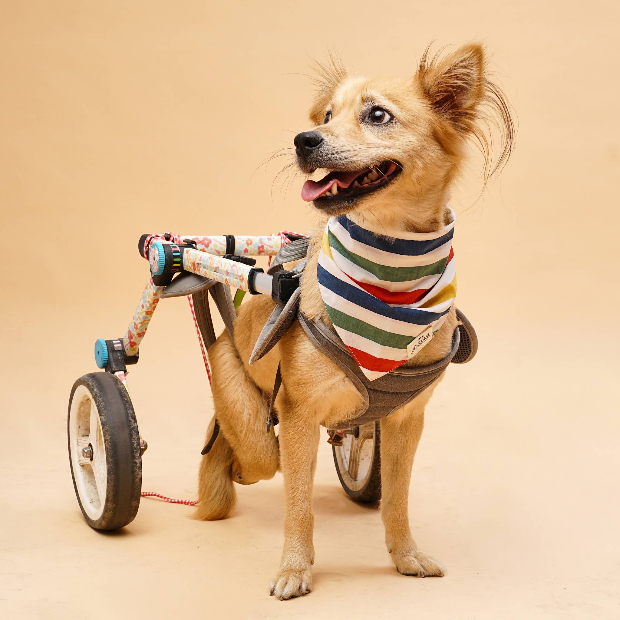 The Paws - Frontier Dog Bandana – The Modern Dog Company Store
