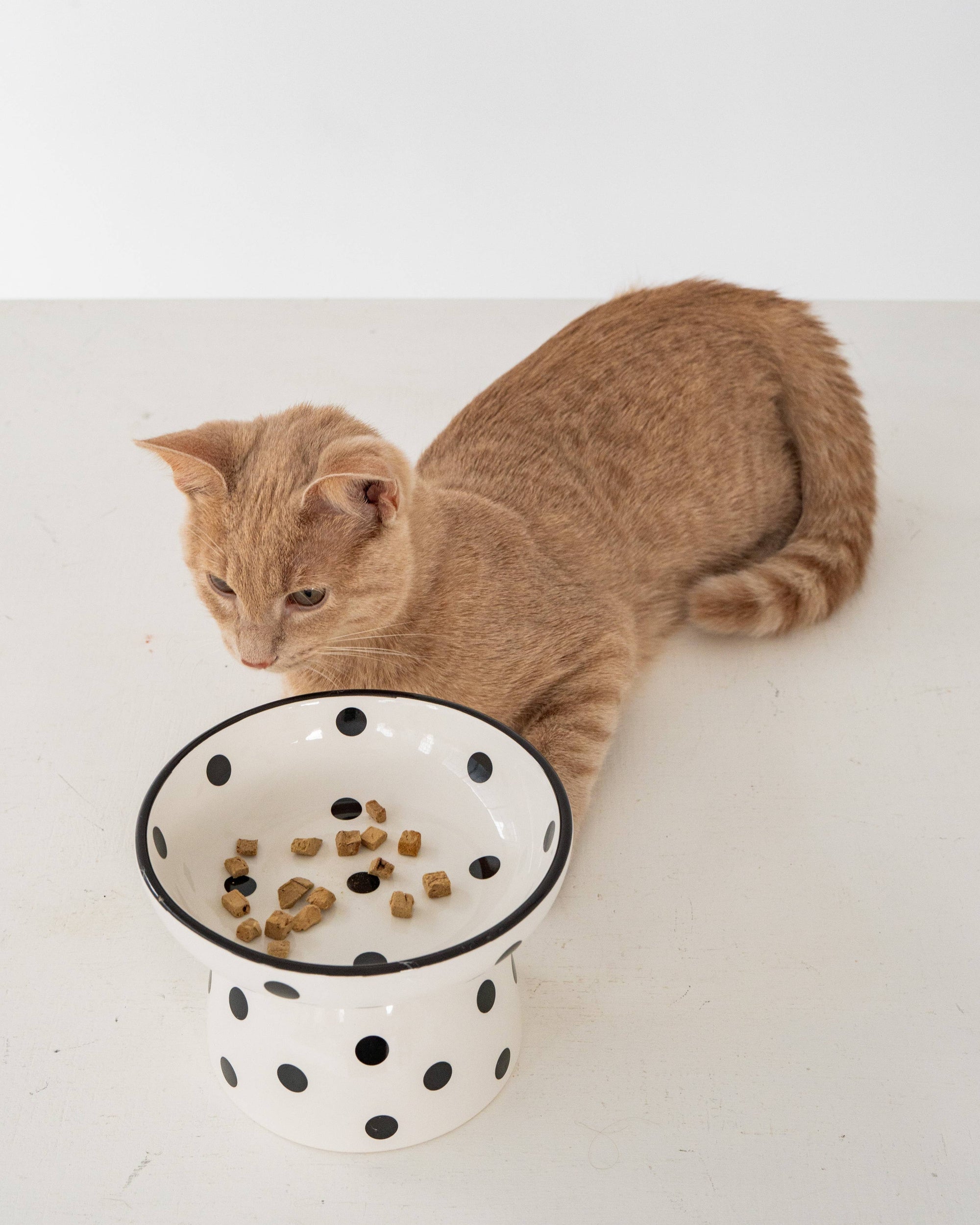 dexypaws - Cat Ceramic Bowl - White &amp; Black Polka Dot