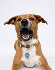 Freshwater Curated Goods™ - Adopted Pet Tag