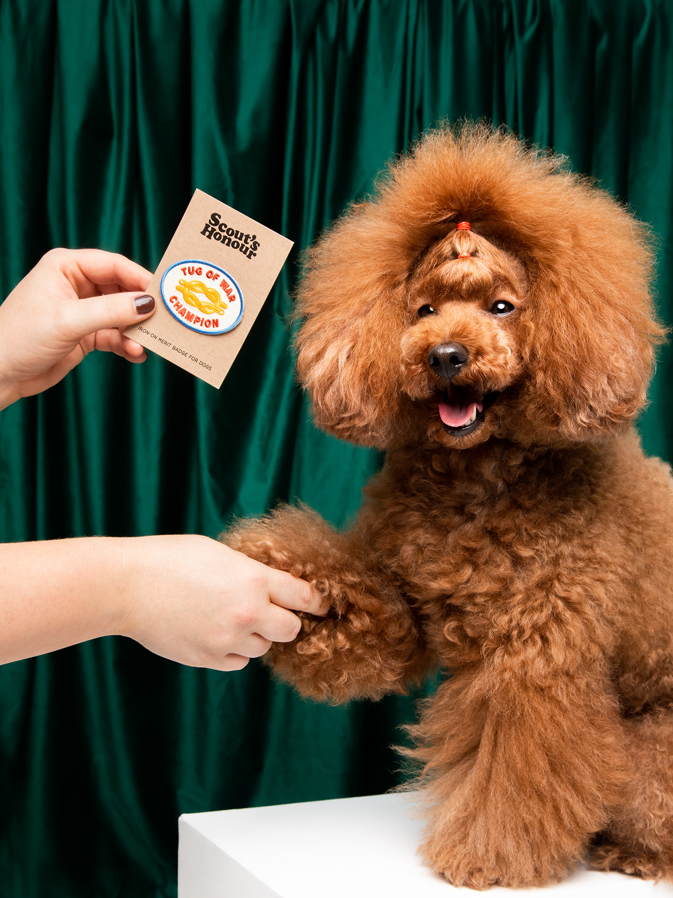 Scout's Honour Pty Ltd - Tug of War Champion iron-on patch for dogs and cats
