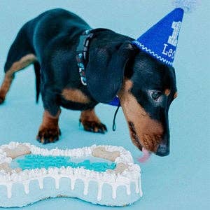 Dog Cake Bakery LLC - Dog Cake | Dog Birthday Cakes | Birthday | Bone Cake | Blue