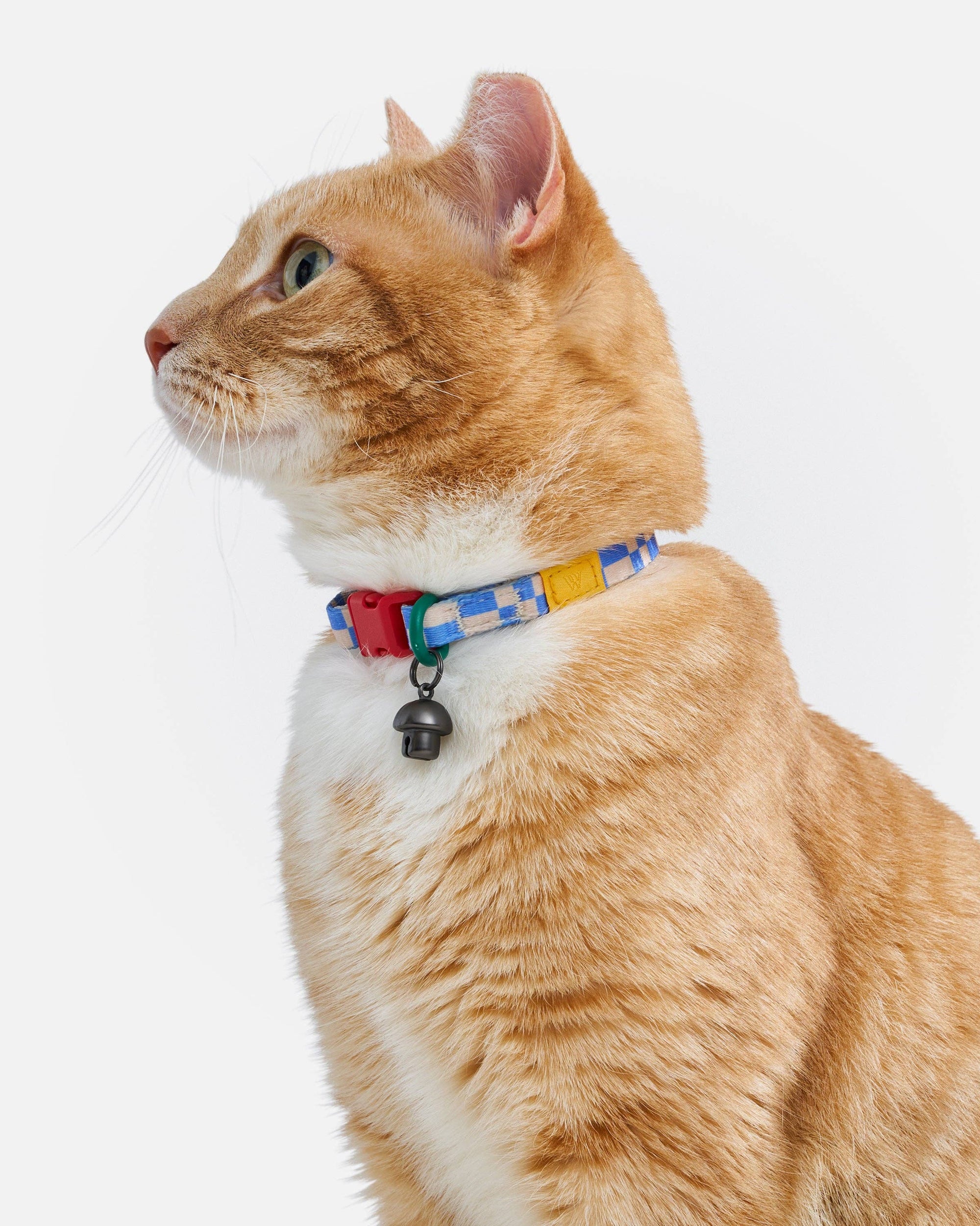 Wild One - Breakaway Cat Collar: S / M • Cat / Lilac