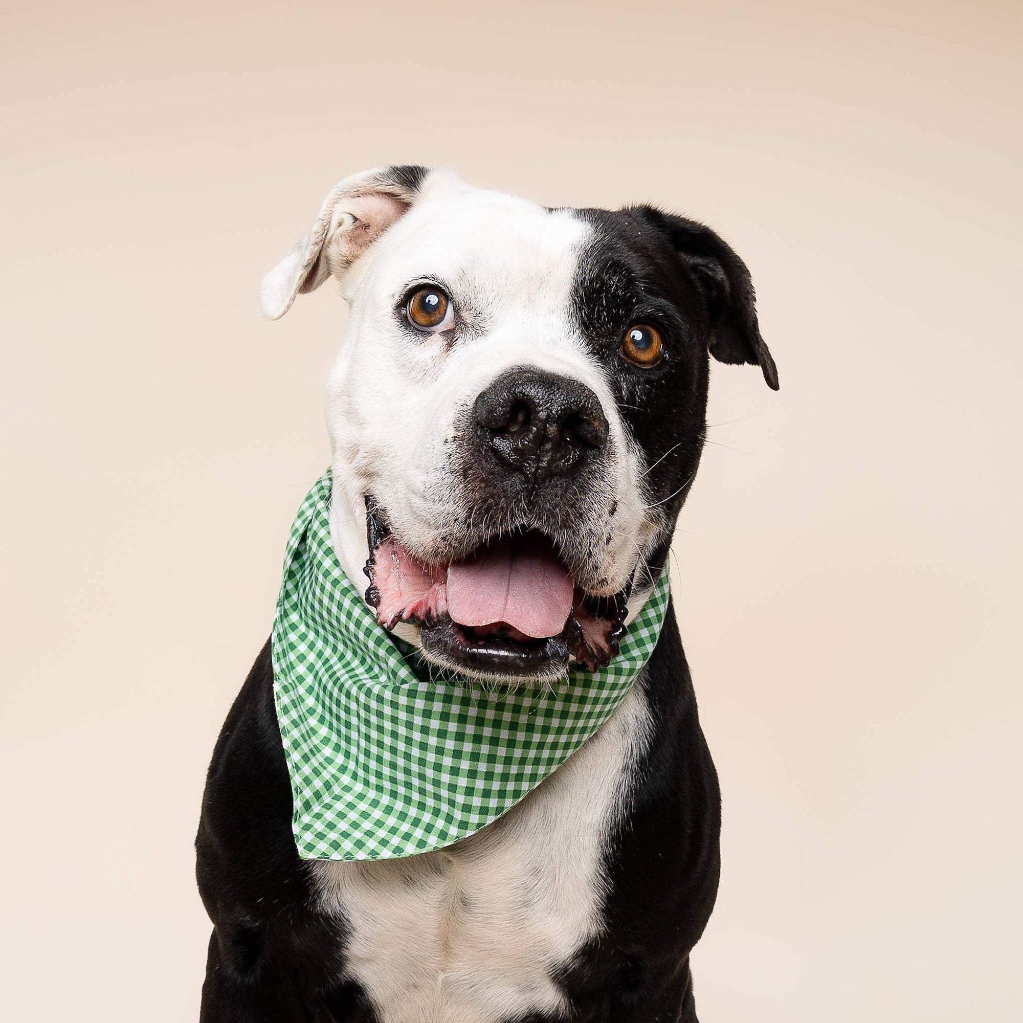 The Paws - Green Gingham Dog Bandana
