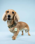 Freshwater Curated Goods™ - Local Fav Pet Tag