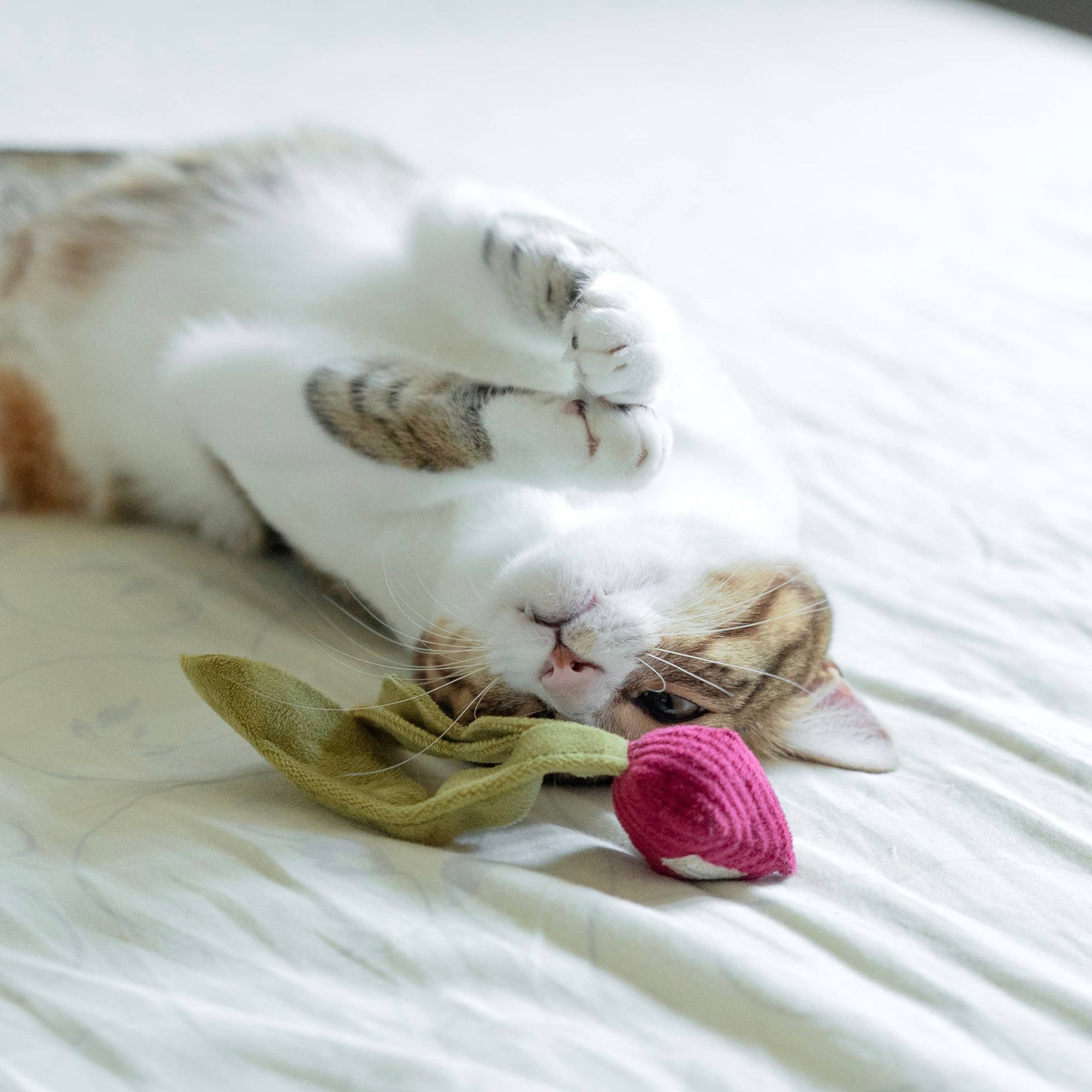 Lambwolf Collective - RADISH//CAT TOY: S/ CREAM