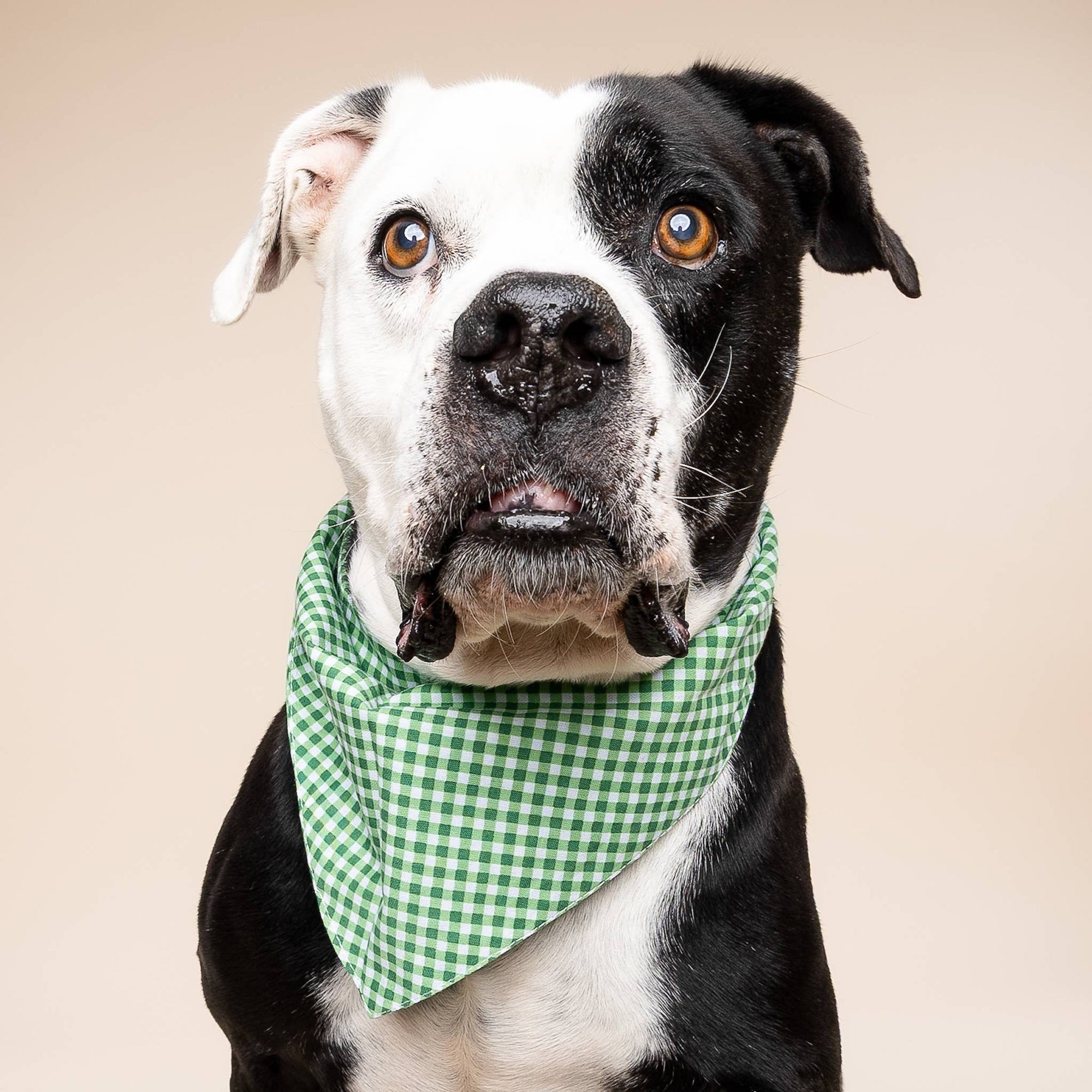 The Paws - Green Gingham Dog Bandana